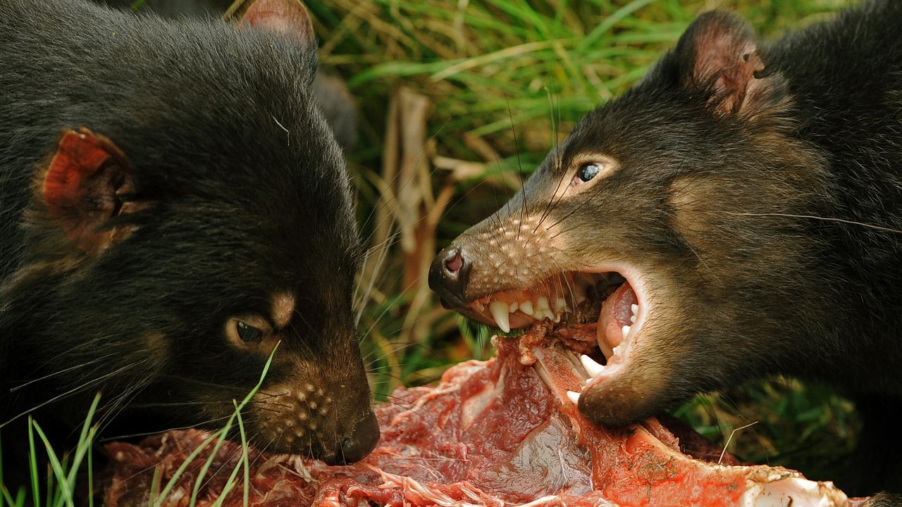 The population of Tasmanian Devils has declined by over 60% since the mid-1990s. 