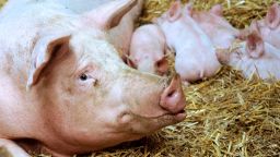 A sow and its babies is pictured on September 2, 2012 in the northern city of Bailleul. AFP PHOTO PHILIPPE HUGUEN (Photo credit should read PHILIPPE HUGUEN/AFP/GettyImages)