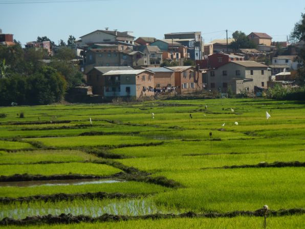 Paddy fields are quite common throughout Madagascar. They represent a staple of the Malagasy diet, rice. They also reinforce the fact that the people can trace their ancestry to Southeast Asia.