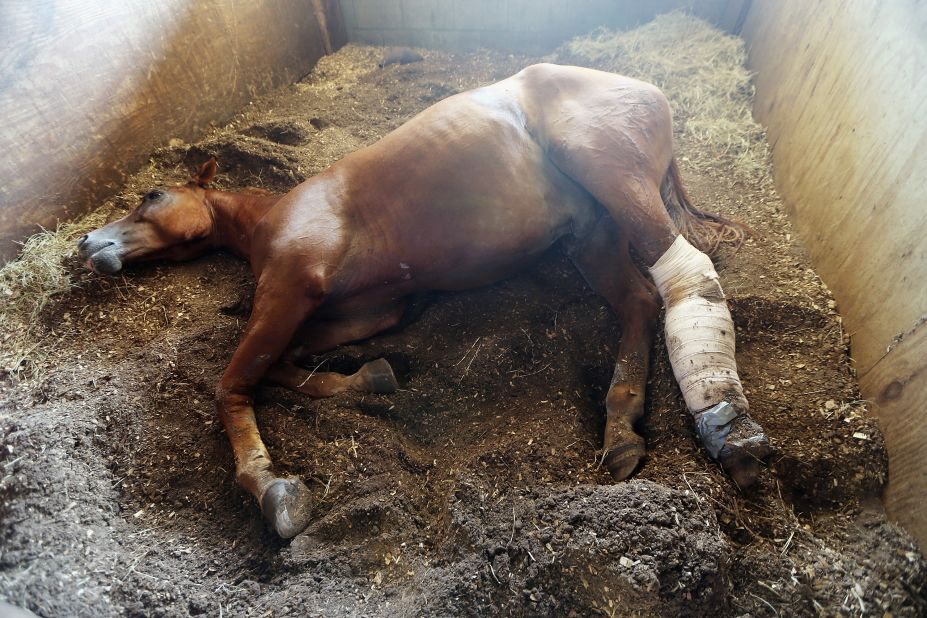 A wounded horse recovers Tuesday in Poydras, Louisiana, after being rescued when it got stuck in mud from storm flooding.