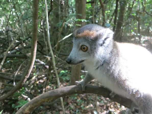 The country is famous for its biodiversity and unique animals such as lemurs.