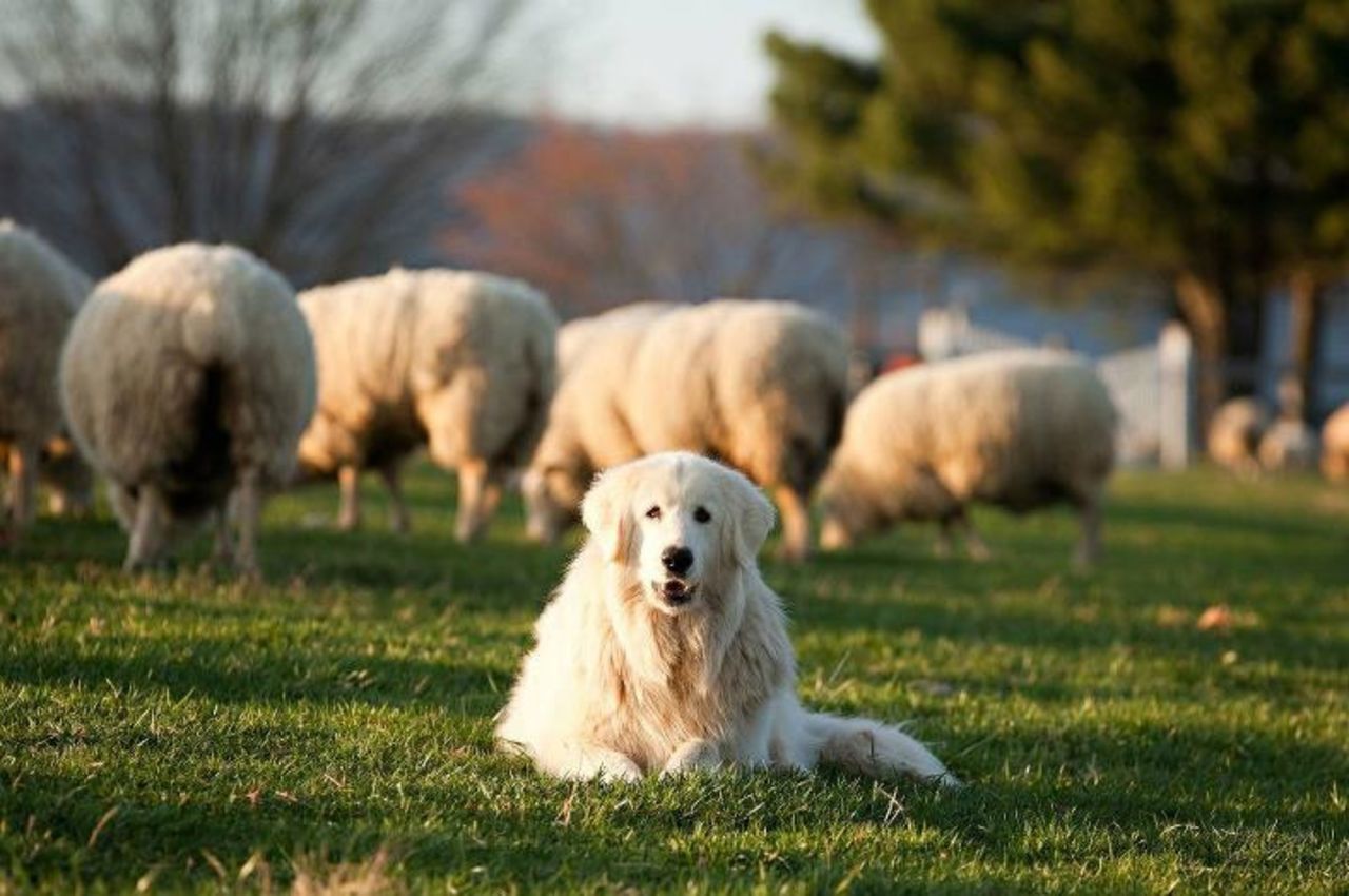 Drones as shepherds? Quadcopters could soon be replacing dogs as herders.
