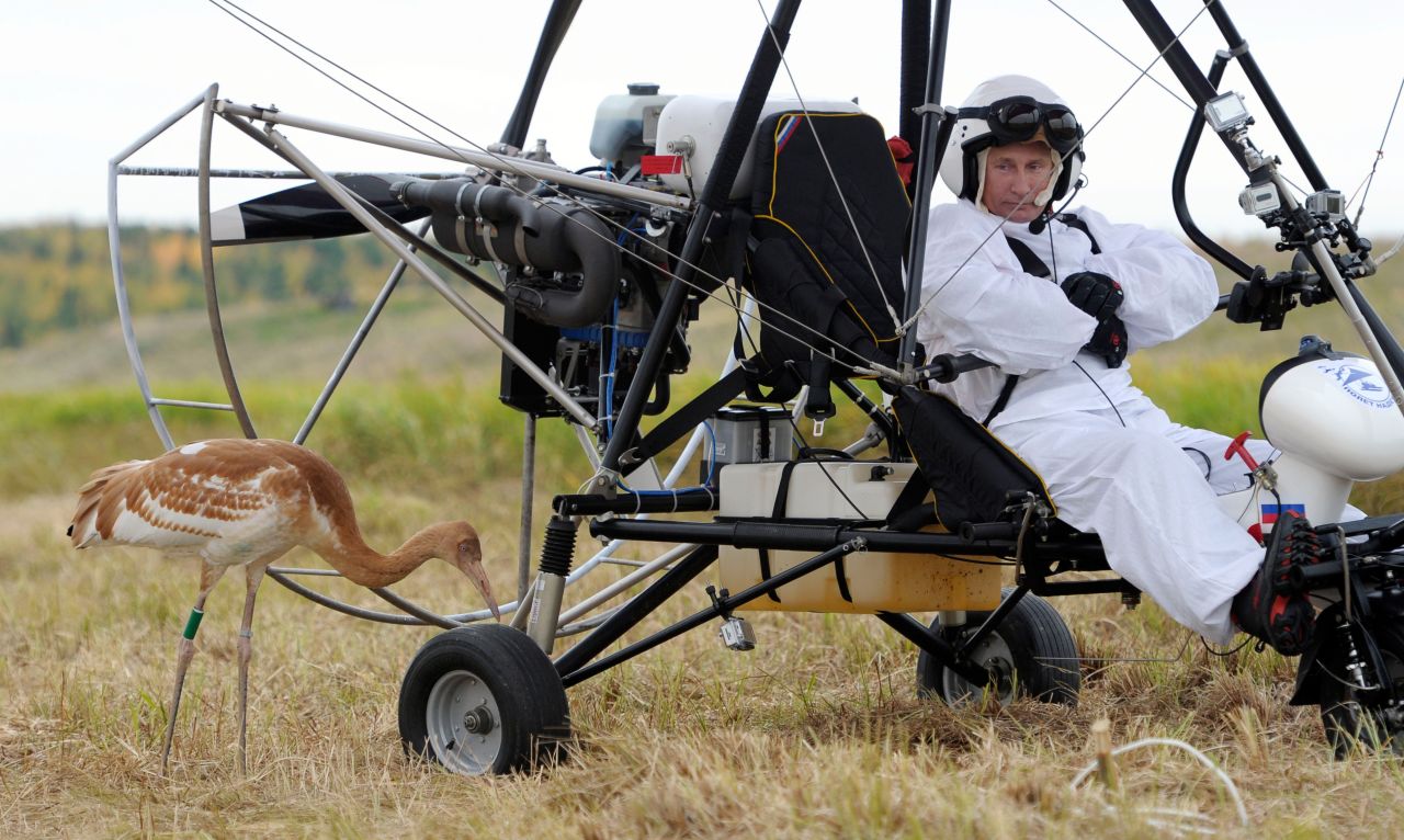 Putin studies a crane during an experiment called Flight of Hope on September 5, 2012, in which he piloted a hang glider, aiming to lead the birds into flight. It's part of a project to save the rare species of crane.