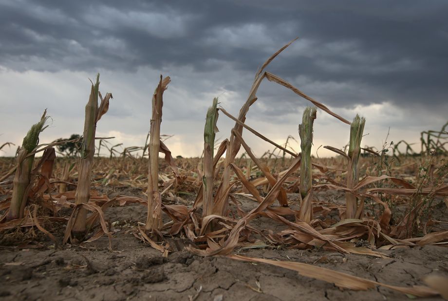 Rain clouds move over the remnants of parched corn stalks near Wiley, on the plains of eastern Colorado, on August 22, 2012. A summer storm came too late to help farmers whose crops were decimated in the exceptional drought in Colorado's eastern plains. 