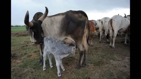 A day-old calf feeds on its mother in a pasture along the Bagodra-Limdi highway near Ahmedabad, India, on August 23, 2012. Thousands of cattle from drought-hit regions of Saurashtra and Kutch districts are migrating to green pastures in search of food and water due to drought-like conditions. 