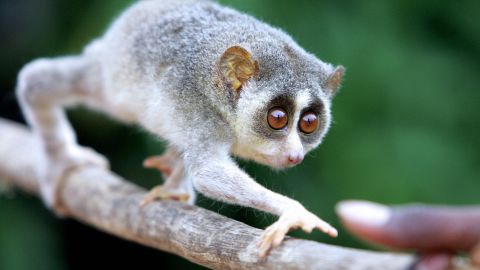 The slender loris is a rare, nocturnal primate,  listed as endangered under the Wildlife Protection Act of India.