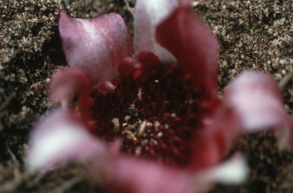 Around 95% of the West Australian underground orchid's natural habitat has been destroyed leading to estimates that less than 100 exist in the wild. 