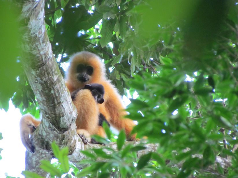 Found on Hainan island, China, conservationists believe less than 20 mature Hainan gibbons are still alive. Hunting has been the main reason for their perilous status as critically endangered. 