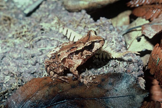 La rana archey existe desde hace 150 millones de años y es originaria de Nueva Zelanda. Actualmente no se conoce cuántas quedan.