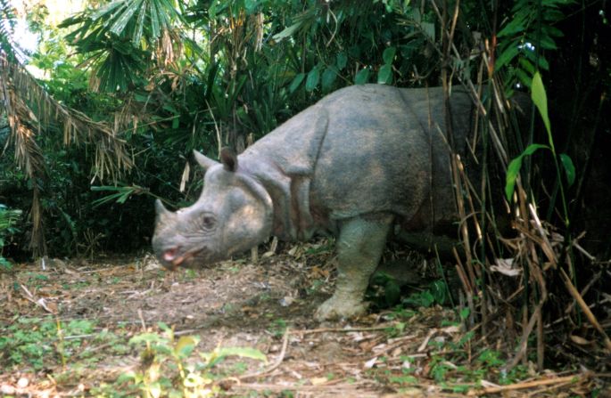 La población del rinoceronte de Java se redujo a 100 debido a la venta masiva de su cotizado cuerno en el mercado negro.
