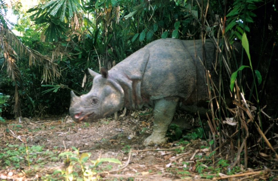 The Javan rhino was once found in forests across Southeast Asia, but today less than 100 remain in the Kulon National Park in Java. Their horns are prized in traditional medicine and can fetch up to $30,000 on the black market. 