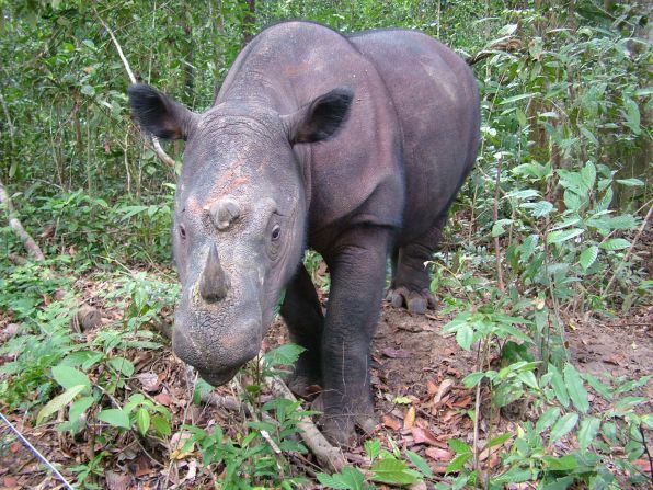 El rinoceronte de Sumatra vive en estado salvaje entre Indonesia y Malasia. Su población es de menos de 250.