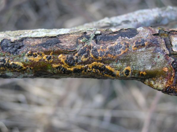 El hongo que habita en los bosques de Pembrokshire en Gran Bretaña, se encuentra en estado crítico de extinción debido a la limitada posibilidad de reproducirse.