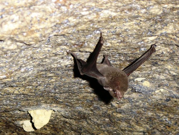 El murciélago de Seychelles se encuentra en dos cavernas de las islas de Silhouette y Mahe con una población mayor a los 100.