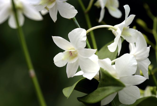 The "Dendrobium Memoria Princess Diana" orchid was named in honor of Diana following her death in a 1997 car accident.