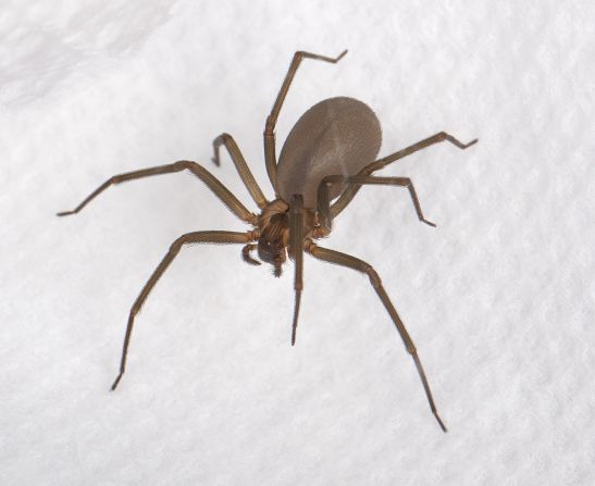 La araña reclusa café es una de las especies más venenosas, cuenta con seis pares de ojos. 