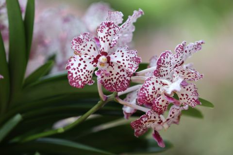 "Vanda William Catherine" orchid is the latest in a long line of orchids named for foreign dignitaries and celebrities by officials in Singapore.