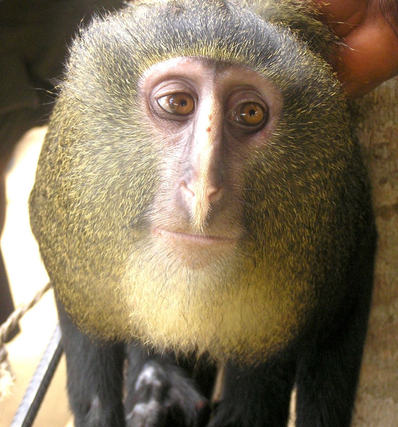 New monkey discovered | CNN