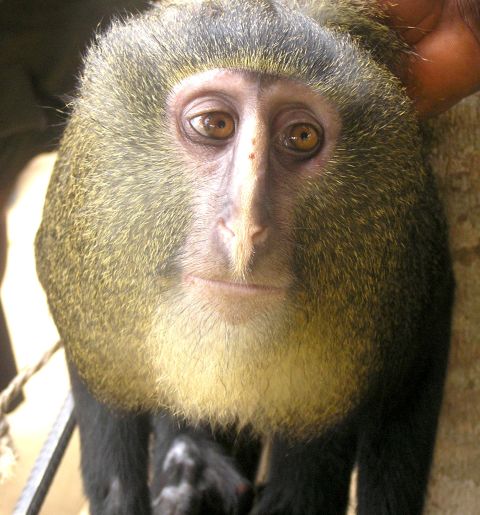 The Lesula, or Cercopithecus lomamiensis, is the first new species of monkey found in 28 years.