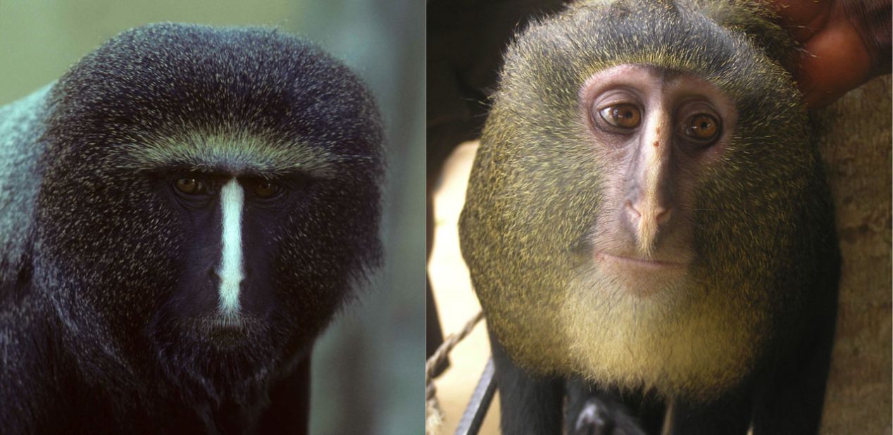 Initially scientists were not sure if the adult male Owl Face on the left and the Lesula on the right were the same species.
