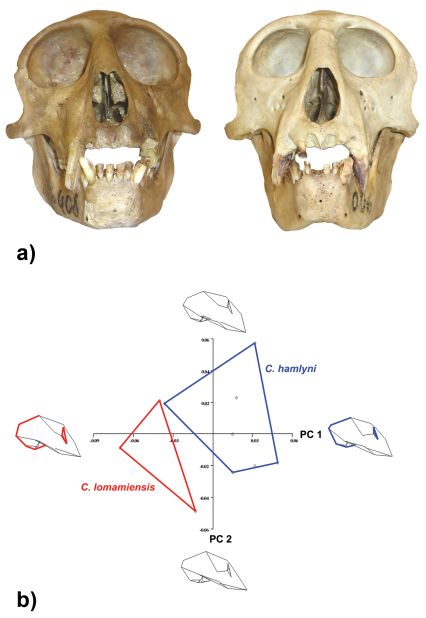 The differences in the skulls of the Owl-Faced monkey (right) and the Lesula (left). The most easily observable differences illustrated by the skulls and the plot below are that the lesula has larger eyes, a narrower distance between the orbits, and a more flexed back of the cranium.