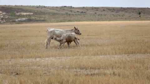 A calf strains for mother's milk as they forage amid dry wheat husks on the Becker farm August 24 in Logan, Kansas.