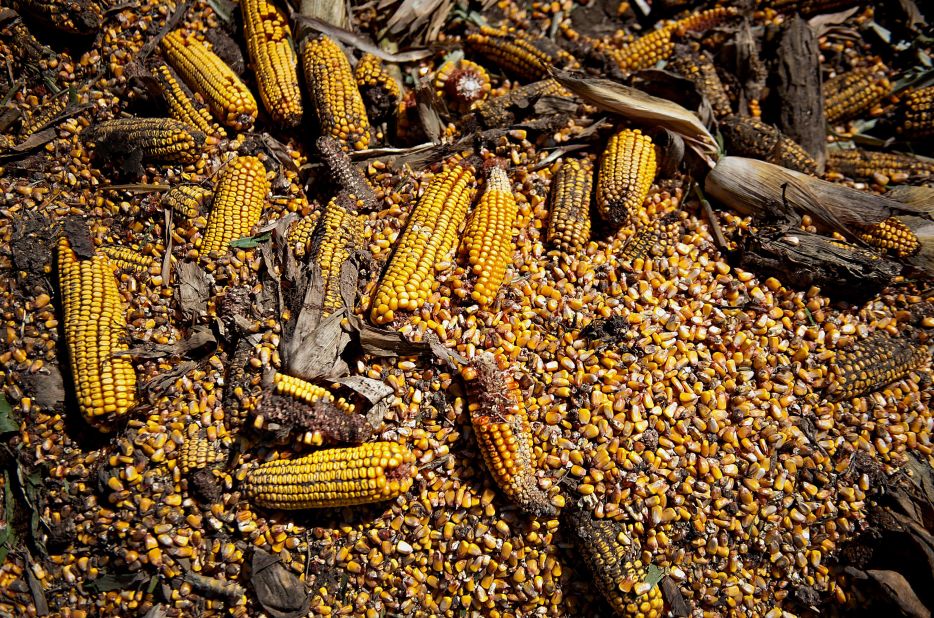 The drought had a negative impact on corn in Le Roy, Illinois. Drought occurred in six Plains states between last May and August because moist Gulf of Mexico air "failed to stream northward in late spring," and summer storms were few and stingy with rainfall, said a report by the National Oceanic and Atmospheric Administration.