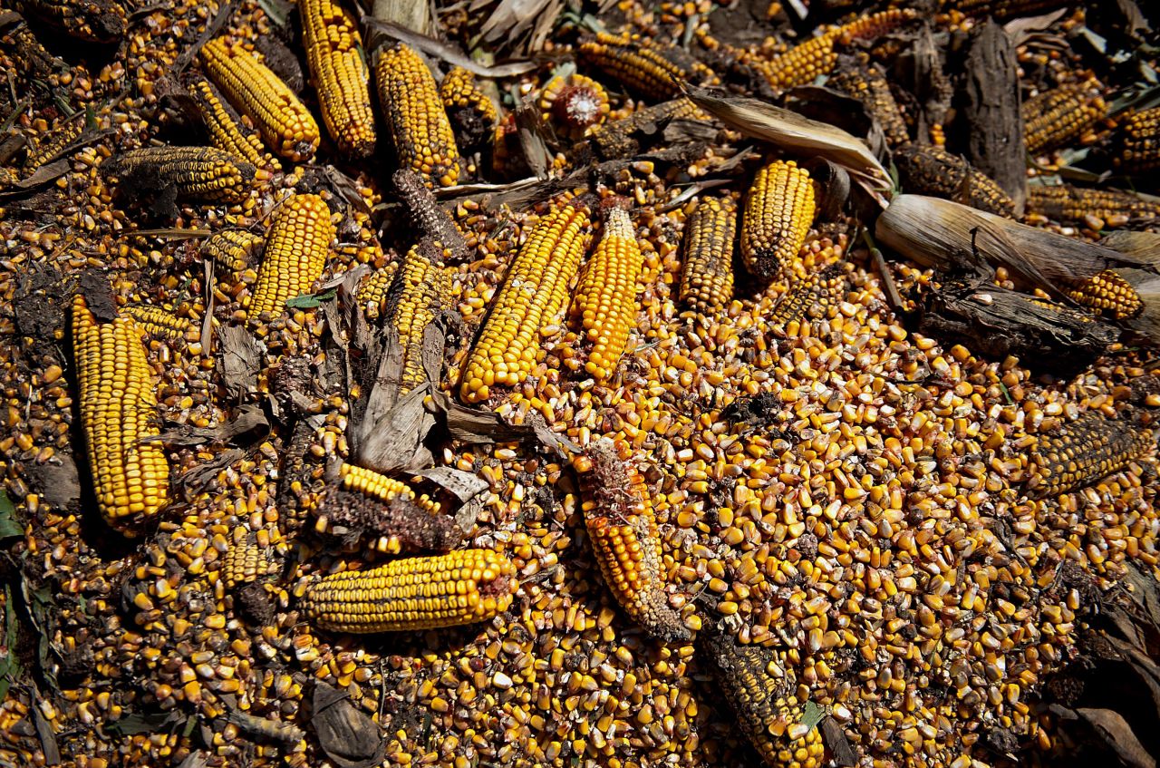 Corn killed during drought covers a field in Le Roy, Illinois, on September 11, 2012. The yearlong drought plagued more than half the country and was the most extensive drought to affect the United States since the 1930s, the center said. Its costs are estimated at $30 billion.