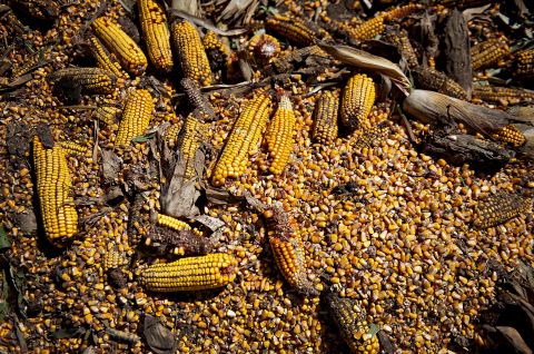 Corn killed during drought covers a field in Le Roy, Illinois, on September 11, 2012.  The yearlong drought plagued more than half the country and was the most extensive drought to affect the United States since the 1930s, the center said. Its costs are estimated at $30 billion.