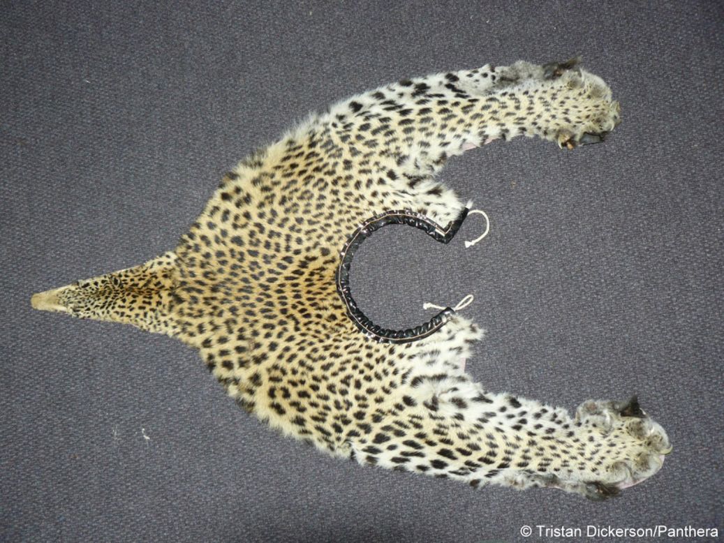 Poachers are increasingly killing leopards to profit from their use in traditional medicine and ceremonial dress.