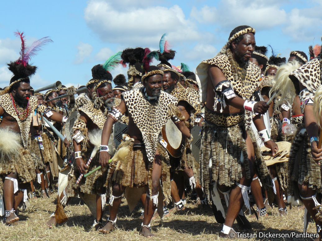 Followers of Shembe have not been satisfied with fake furs as alternatives to leopard skins.