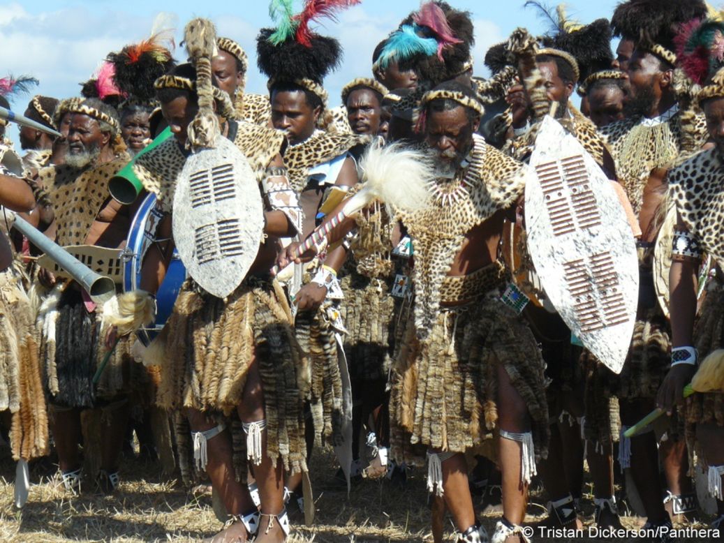 The skins are viewed as essential attire for church elders who wear them around their necks during traditional ceremonies.