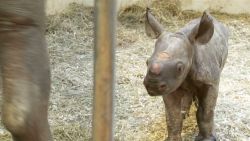 dnt baby rhino born pittsburgh zoo_00010824