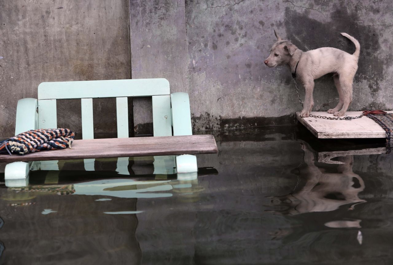 A dog stands on a plank outside a flooded house a day after heavy rains and high tide caused flooding in Malabon City, Philippines, on Sunday, September 16. Parts of Manila were under 6 feet of water Saturday. More than 400 people had to flee their homes, officials said. <a href="http://www.cnn.com/2012/08/07/world/gallery/philippines-flooding/index.html" target="_blank">See photos of last month's flooding of Manila from monsoon rains.</a>
