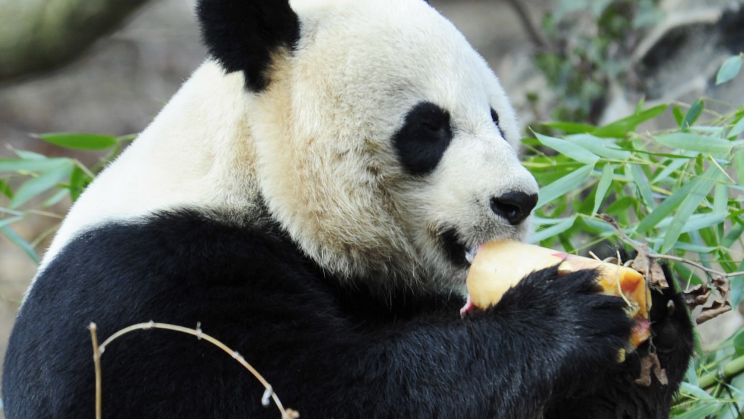 Mei Xiang gave birth to a female cub on September 16, 2012, but it died one week later.