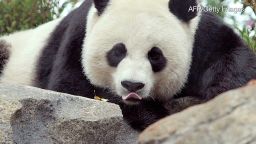 tsr endo giant panda birth_00002811