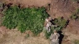 dnt hunters find huge marijuana farm_00011105