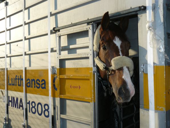 Director of the Animal Lounge Axel Heitman says that 2,000 horses are sent around the world via Frankfurt annually. 