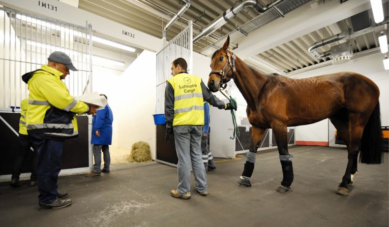 Operated by Lufthansa Cargo, the Frankfurt Animal Lounge in Germany facilitates the movements of more than 100 million animals every year.  