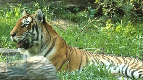 The exhibit houses Amur tigers, also known as Siberian tigers, as well as Malayan tigers.