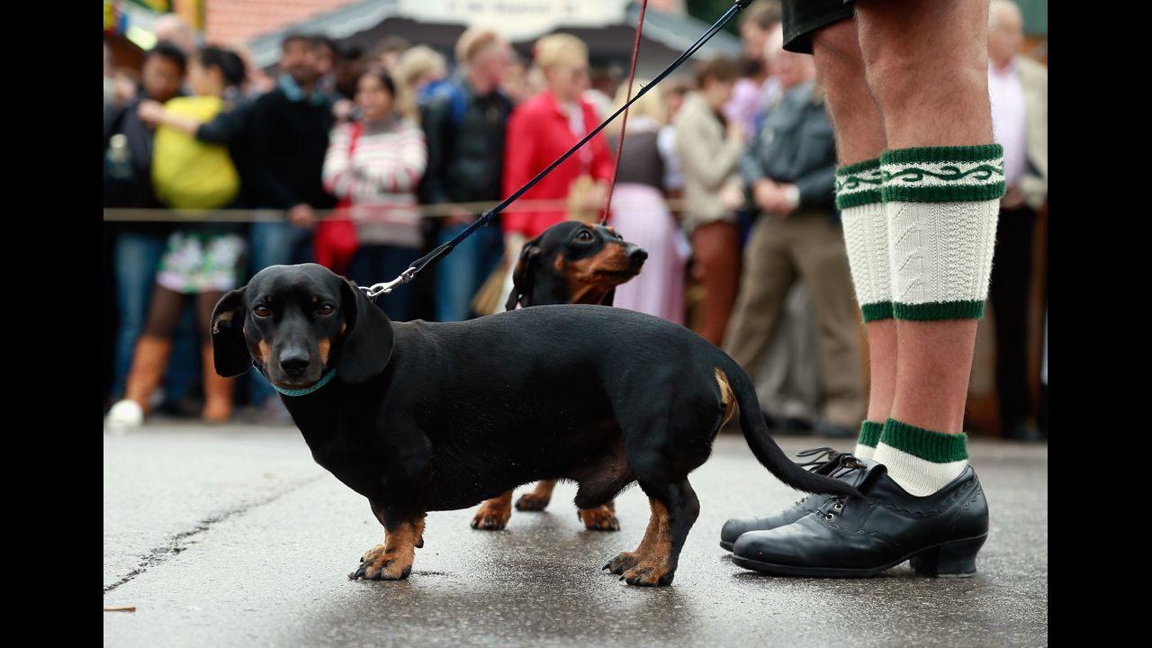 A man in traditional Bavarian clothes and his dogs wait for the opening parade.