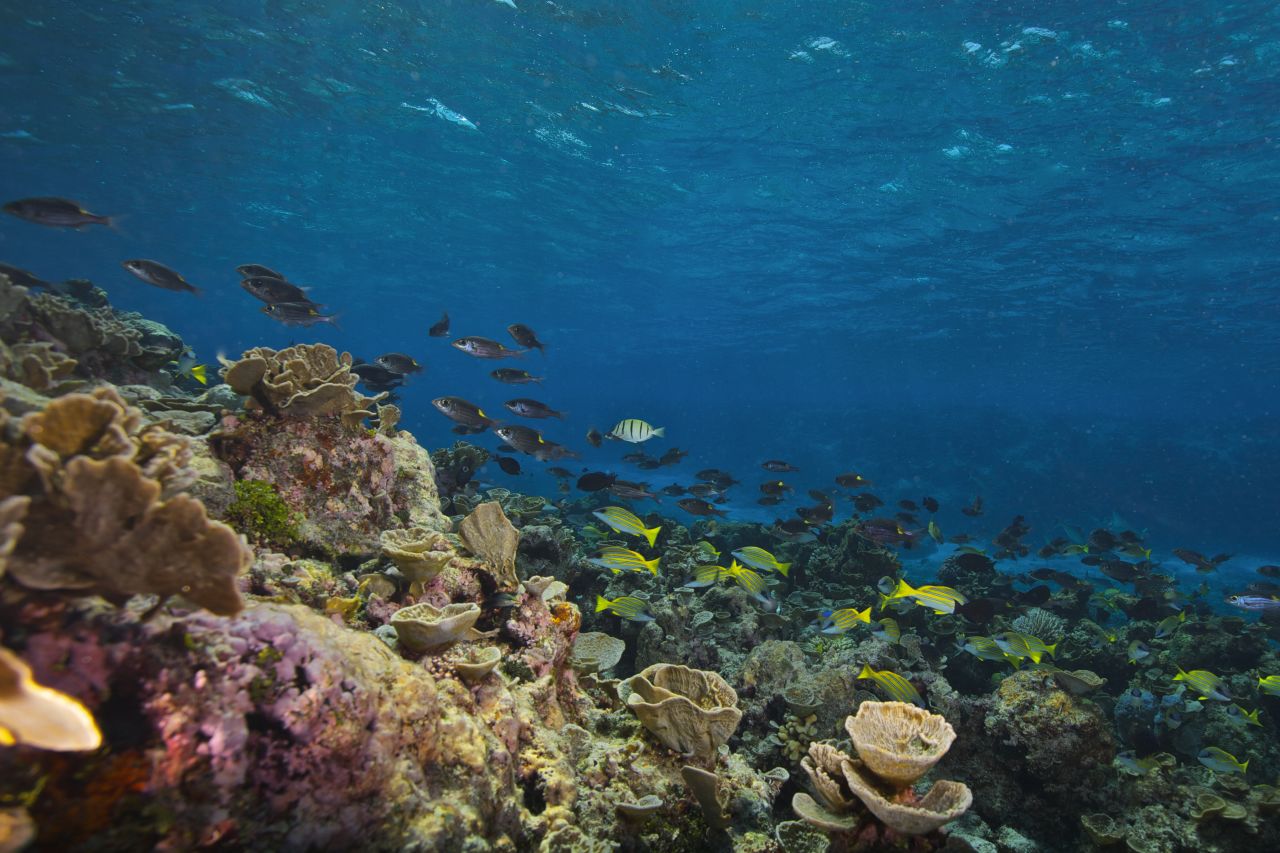 Stunning undersea panoramas now on Google Street View | CNN Business