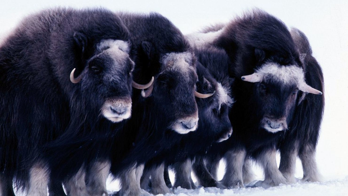 Rebecca Rimel and Dale Hall say animals like these Arctic muskoxen can be protected under a new oil and gas leasing plan.