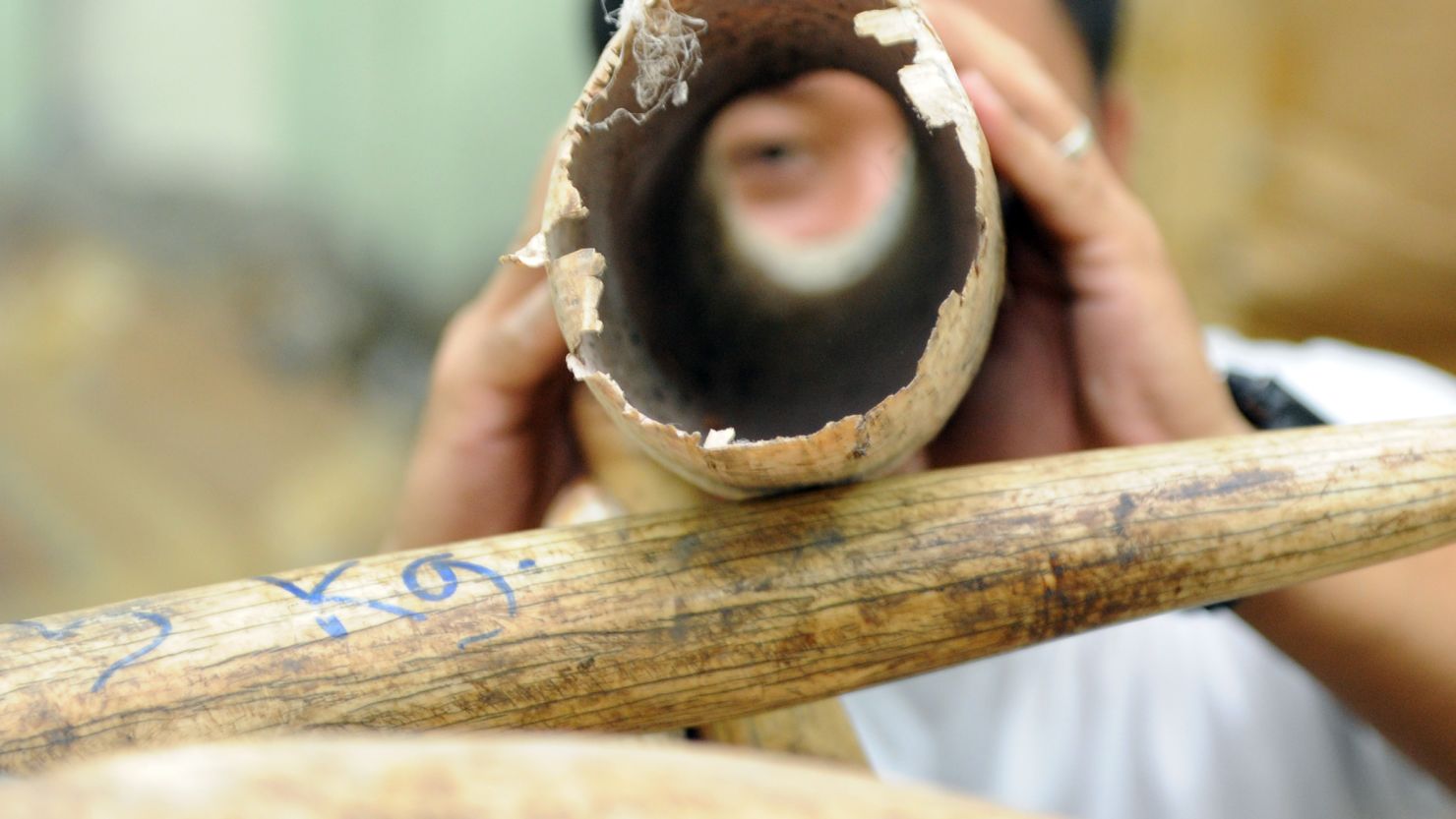 Confiscated elephant tusks seized in Manila are shown by the Philippine's Protected Areas and Wildlife Bureau. 