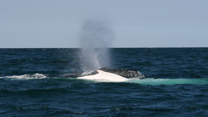 Rare albino whale puts on a show off Australian coast | CNN