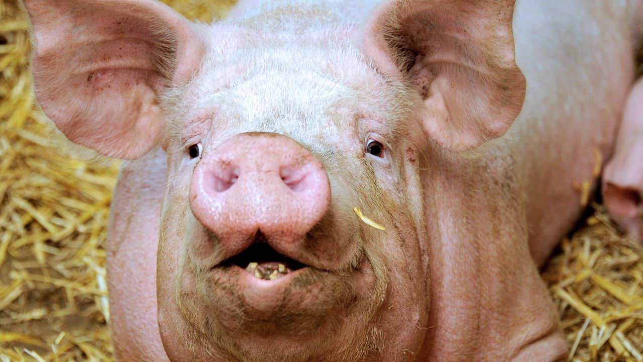 The Web lost its mind over the prospect of a bacon shortage. Experts now say we won't be pork-free any time soon.
