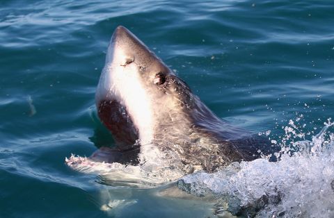The longest known shark migration was recorded in 2003, by scientists tracking a great white between the coasts of South Africa and Australia. The journey, some 6,900 miles, took the shark a mere 99 days. The GPS tracker fell off the shark once it arrived, but nine months later the same shark reappeared in South African waters, identified by its dorsal fin. It is estimated the great white traveled at least 12,400 miles.<br />During their epic journeys great whites are often accidentally caught by trawlers and threatened by illegal fishing for their jaws and fins.