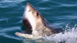A Great White Shark swims in Shark Alley near Dyer Island on July 8, 2010 in Gansbaai, South Africa