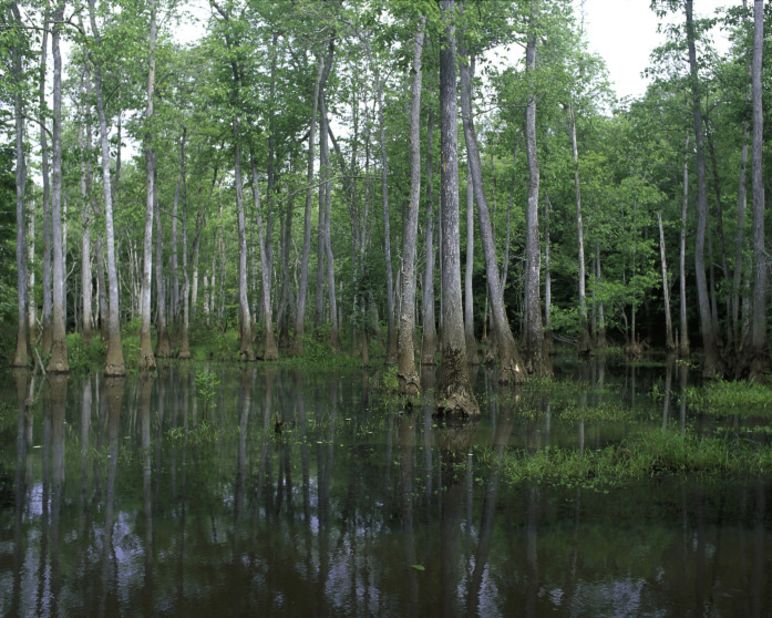 Only six miles outside of Macon, Georgia, Bond Swamp National Wildlife Refuge just added migratory bird and wild turkey hunting to its options. The refuge is located on a fall line between the Piedmont plateau and the coastal plains.