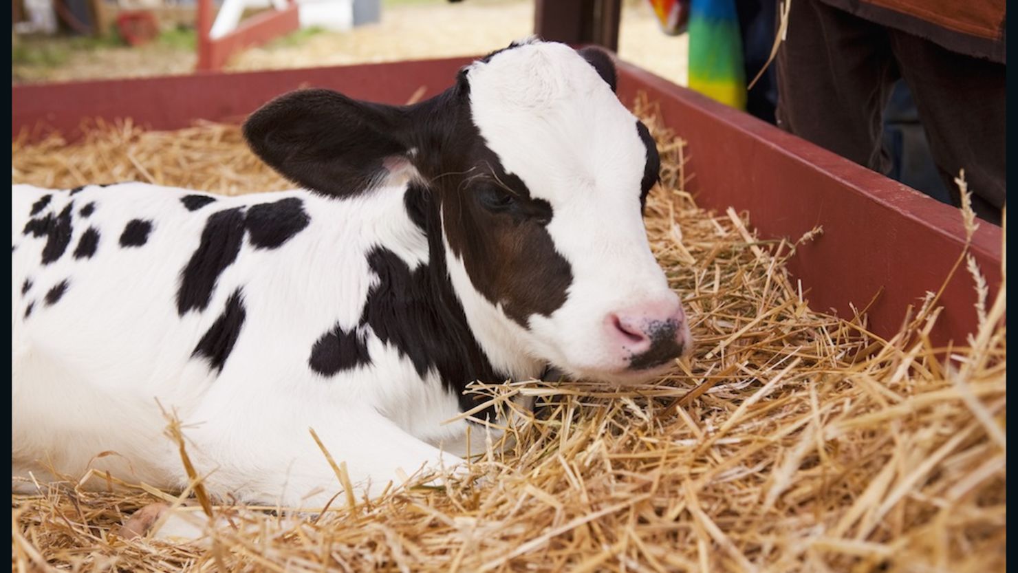 Genetically modified cow may hold answer for milk allergy